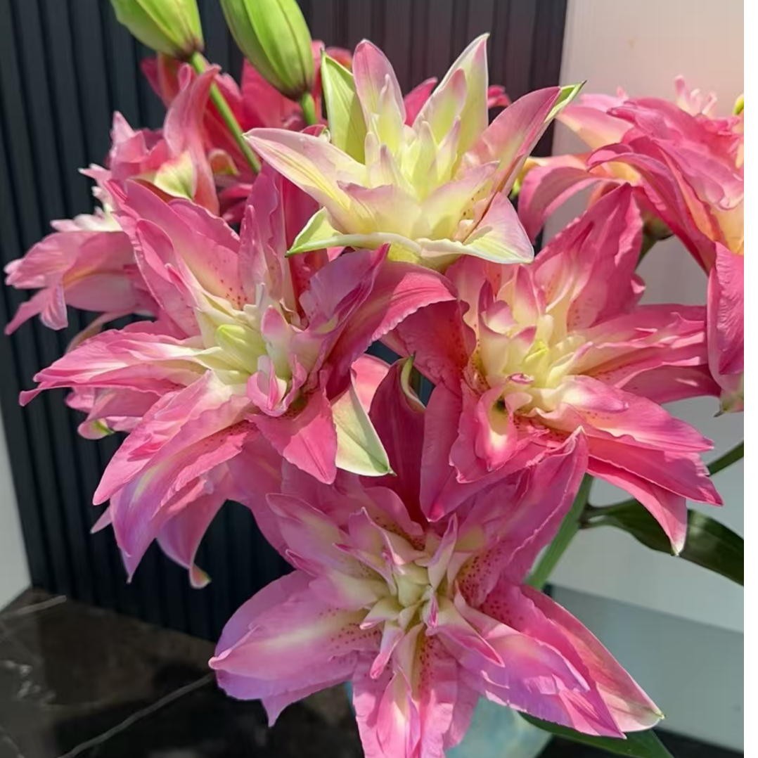  宝莲灯重瓣百合