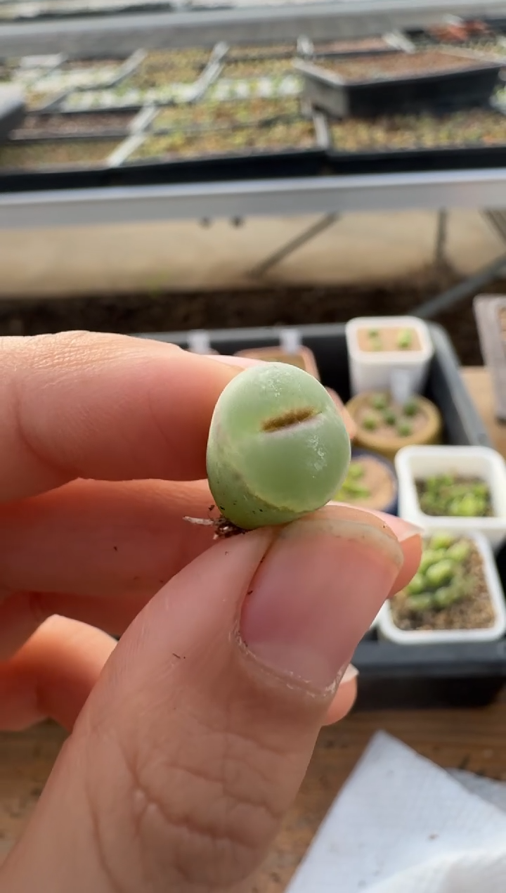 【闪购商品】2.5-190