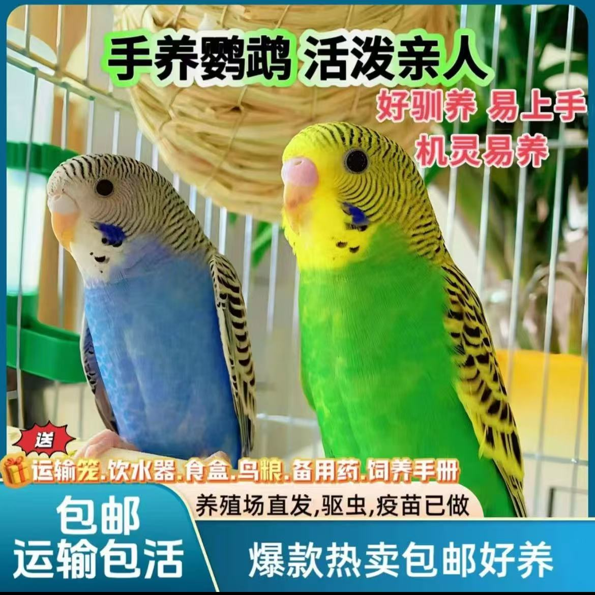 2只  会说话的彩色虎皮鹦鹉鹦鹉小鸟手养亲人上手不咬人