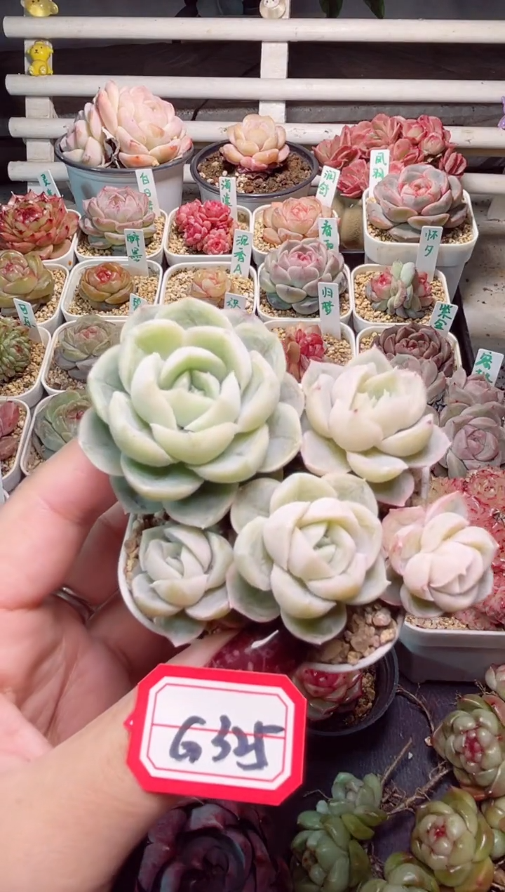 【闪购商品】G325胖虎一物一拍