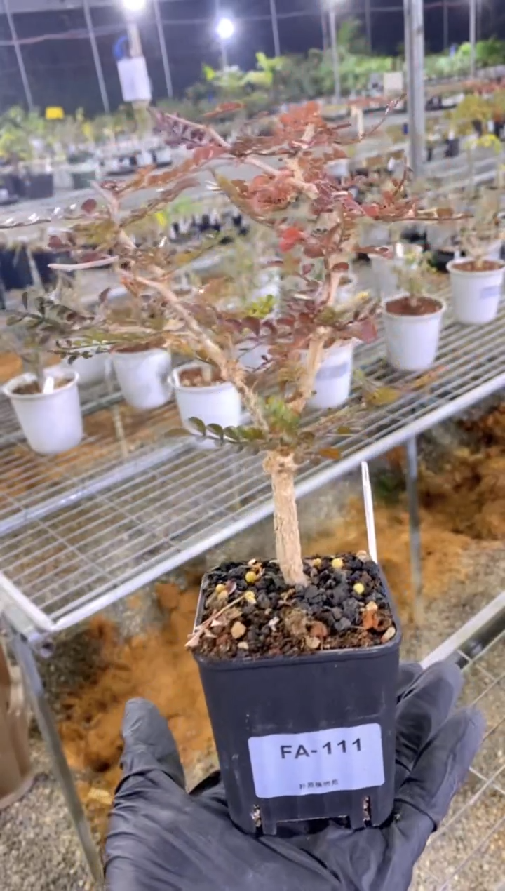 【闪购商品】新种漆树FA-111