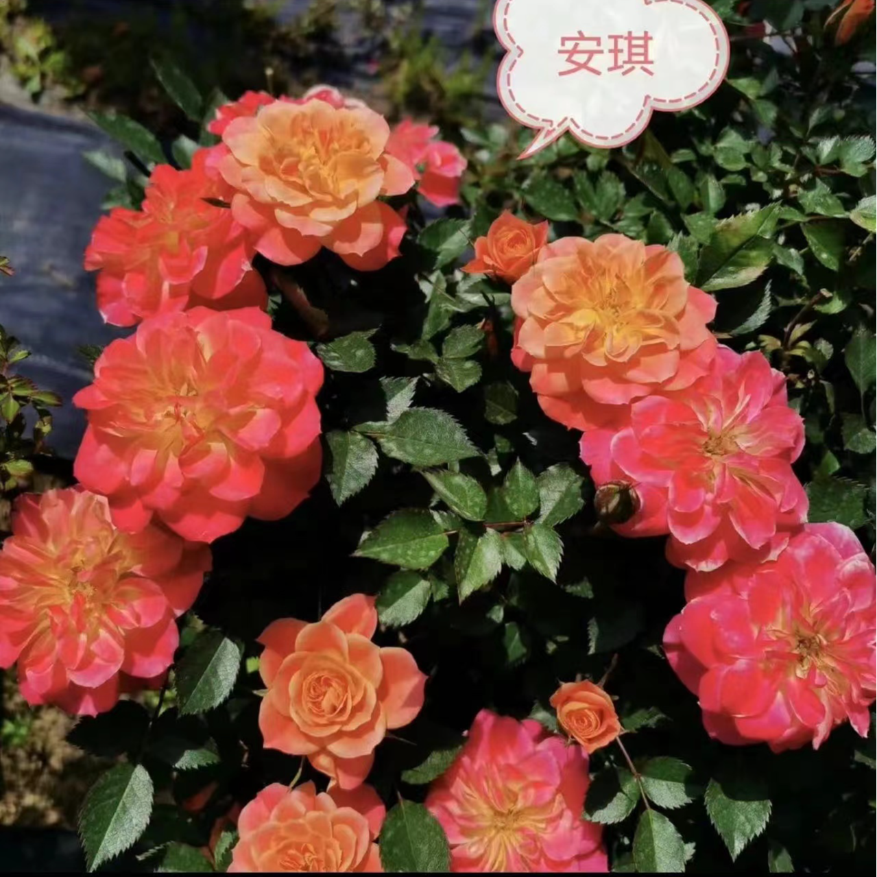 安琪微型月季勤花微月成熟植株可达30cm基本月月开花耐热耐晒抗病