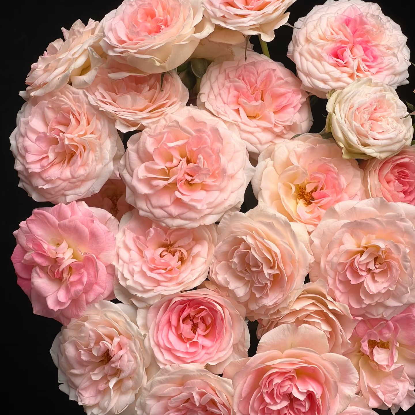 花间公主多头玫瑰 【一单鲜花发普通快递，两单升级顺丰冷链发货】