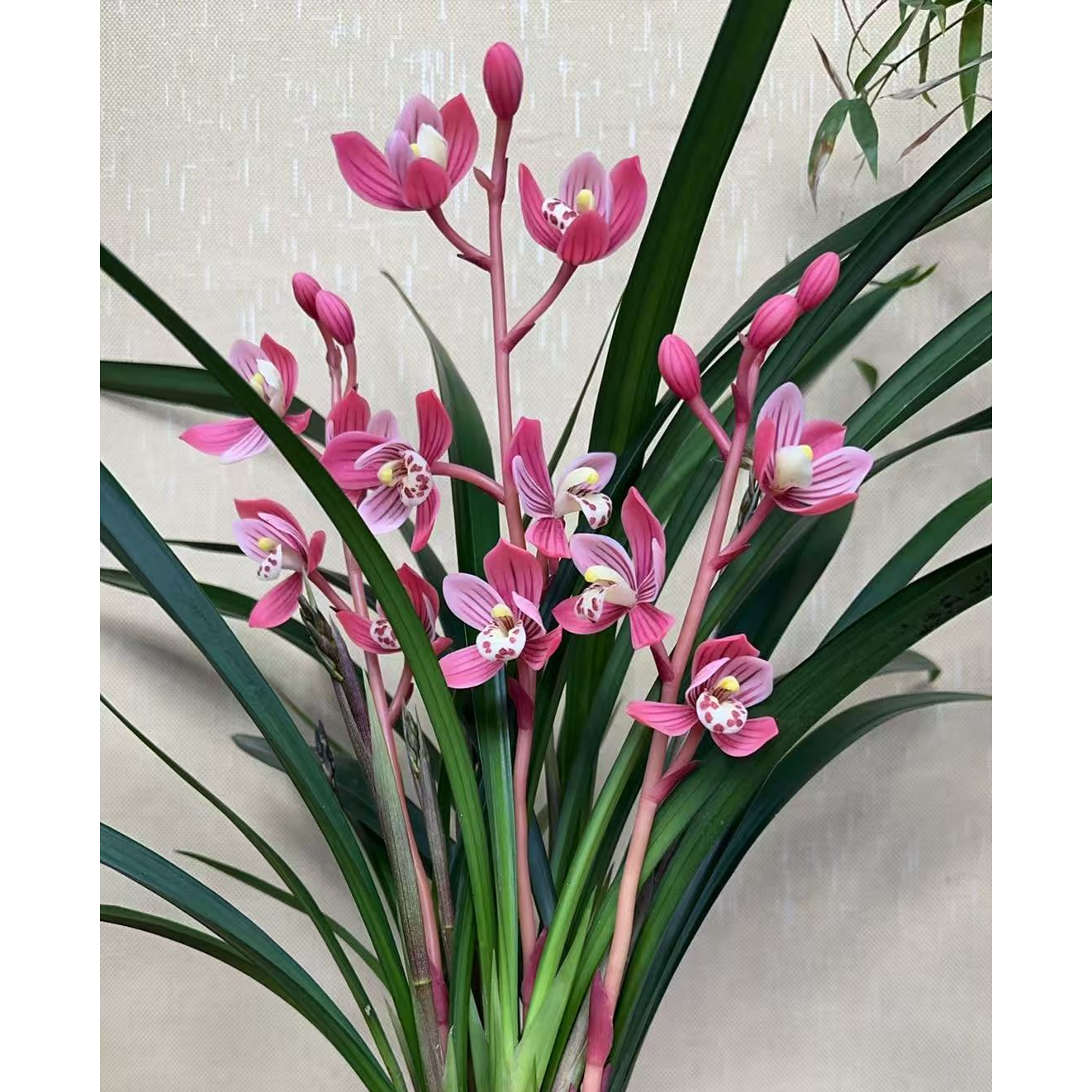 高端兰花【霸王别姬带5-8支花剑】室内年宵花 花香味浓 花期长 好养