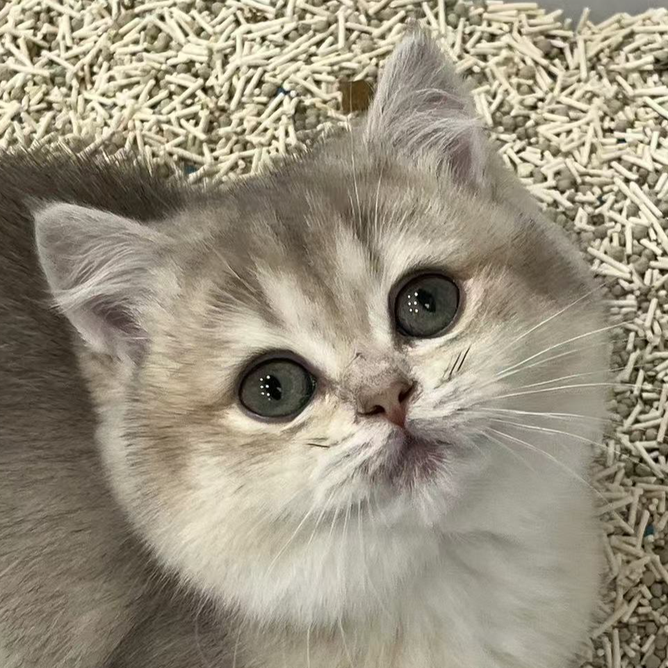 来了姊妹-蓝金英短猫 妹妹 6