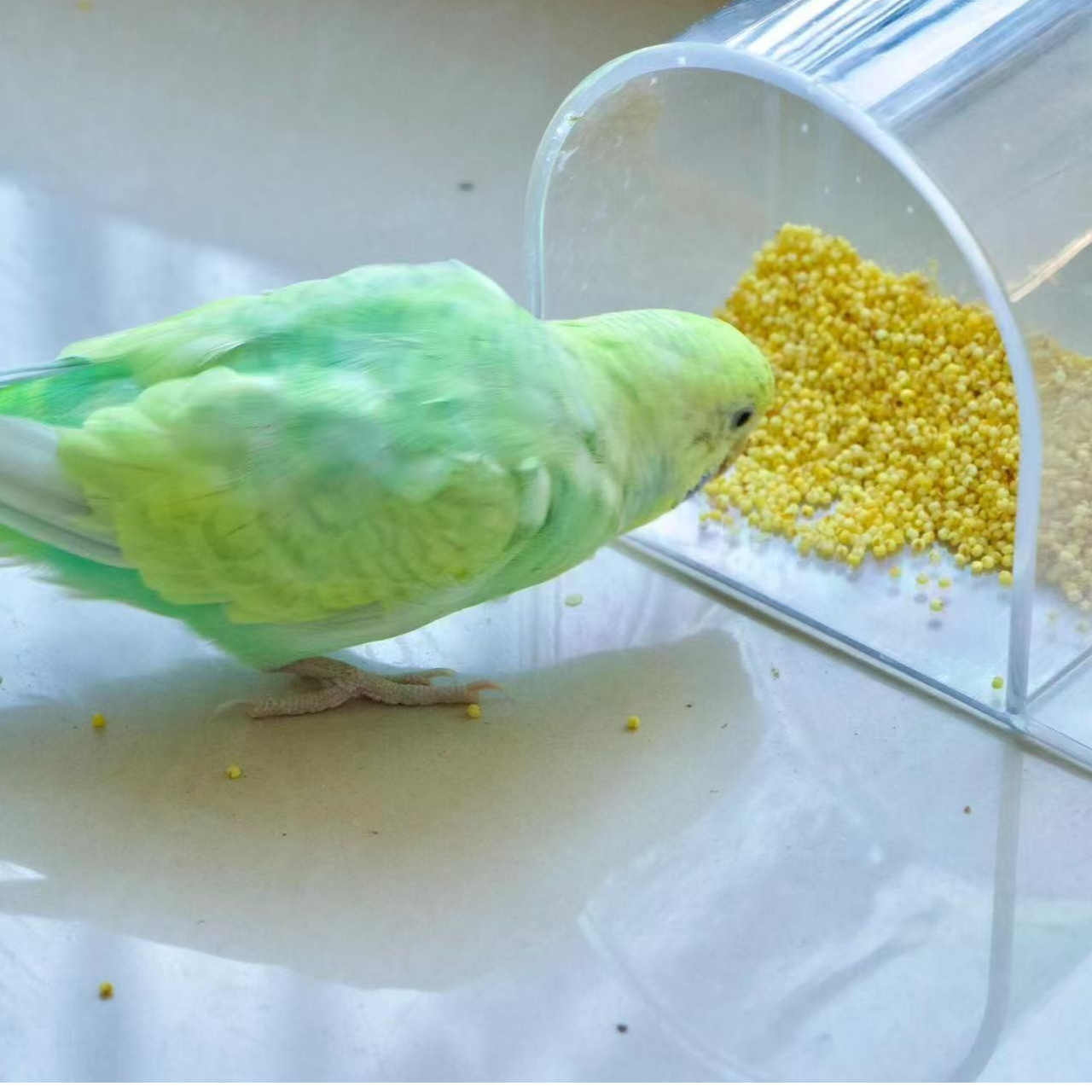 鹦鹉主食带壳黄谷子饲料及营养矿物补充微量元素