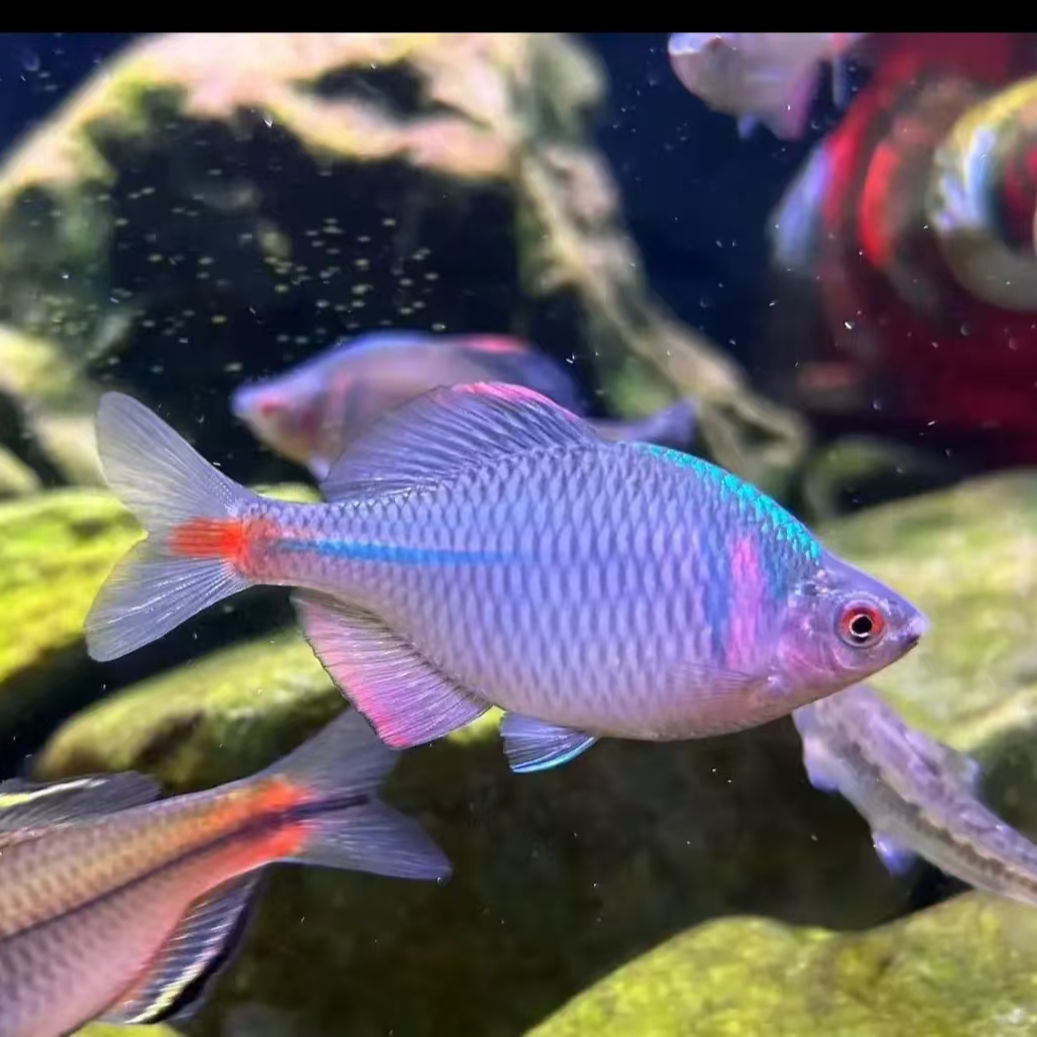 七彩高体鳑鲏鱼冷水观赏鱼原生鱼3~5cm