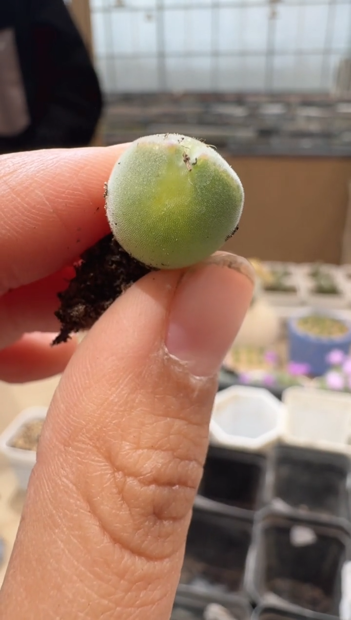 Ö10-59多肉植物肉锥