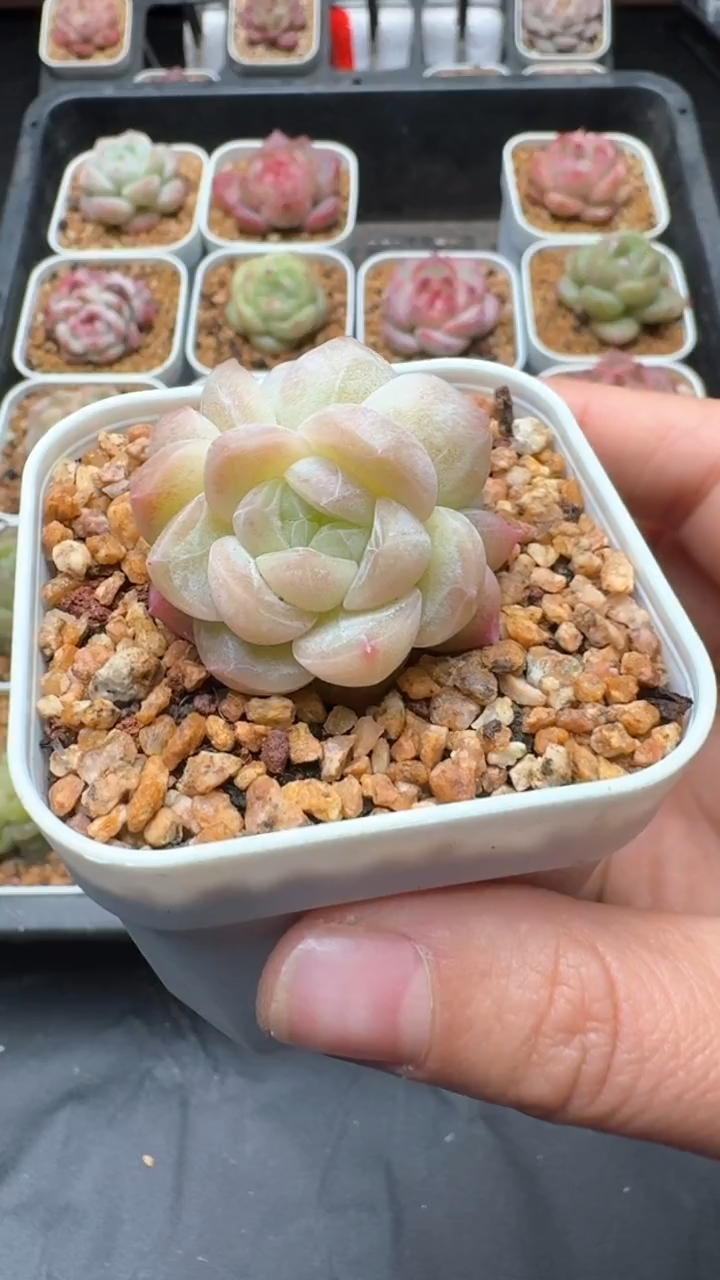 【闪购商品】279号珍妮多肉一物一拍3单包邮