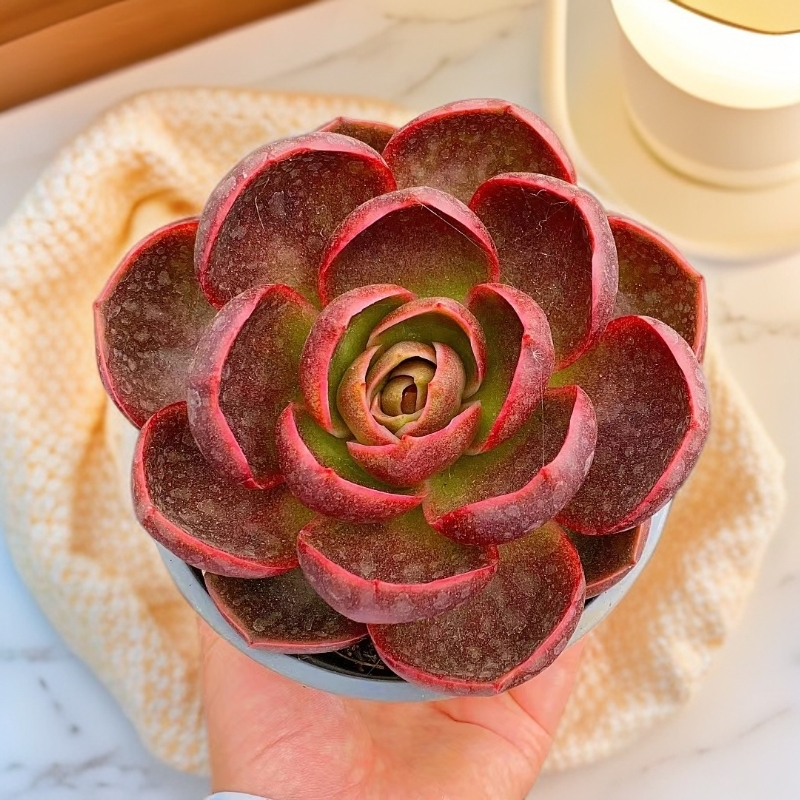 红灯 单头起 带盆  多肉植物【满15包邮】  以直播间展示为准 