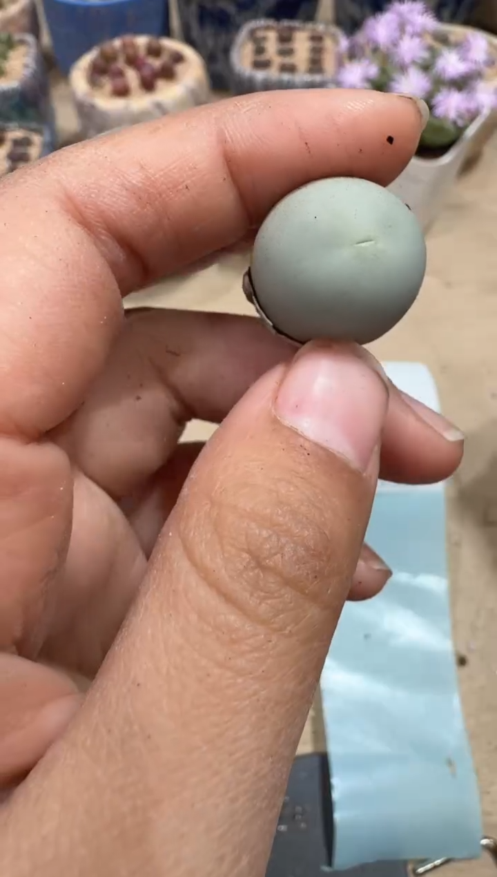 13-5多肉植物肉锥