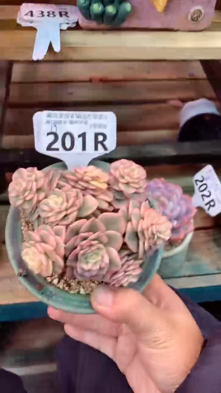 201R（一物一拍，精品多肉，所见即所得 ）