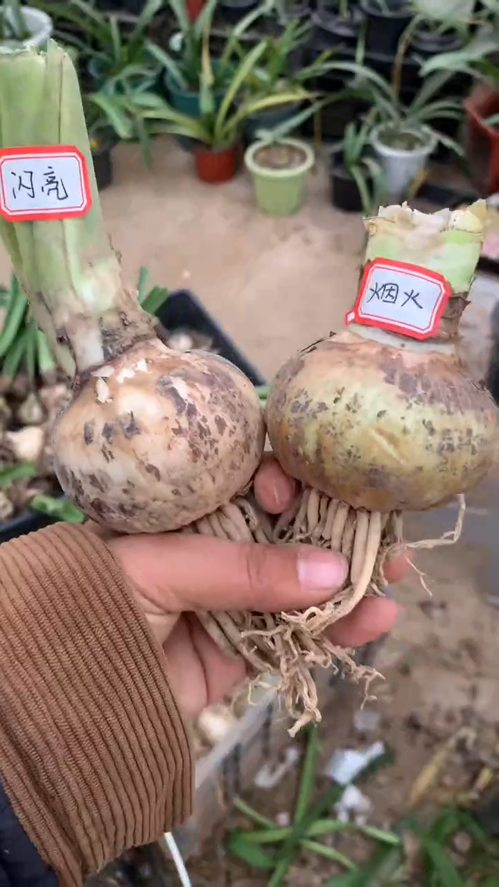 当前无花栽培后可以开花烟火6cm+闪亮6cm+样品球