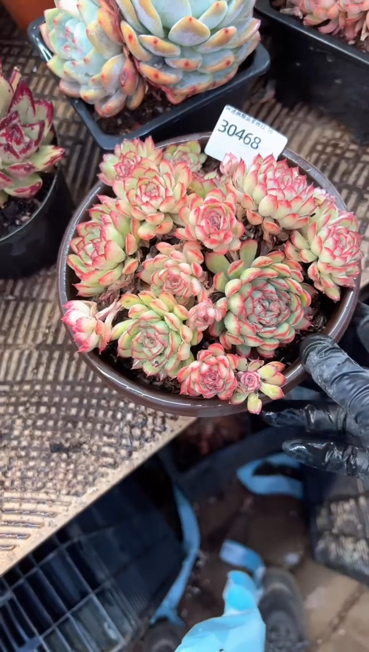 蓝***海多肉植物一物一拍30468