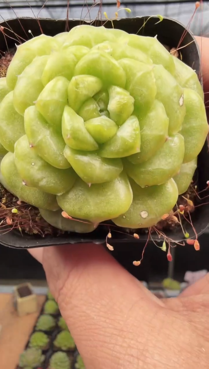 东云多肉园新款-129