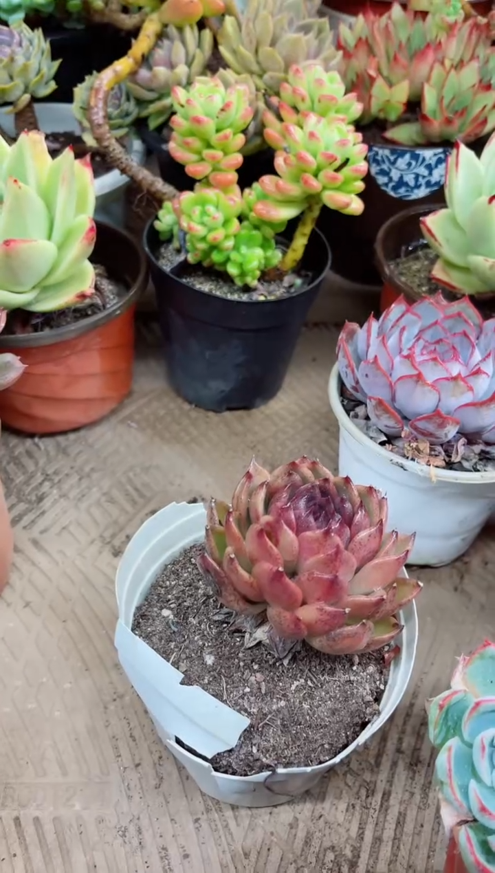 ?****娘21019多肉植物一物一拍