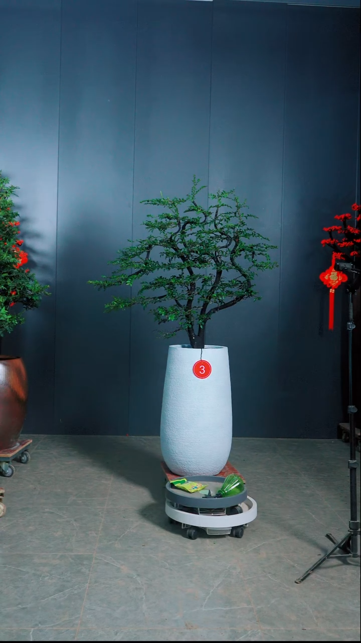 无花朵亚**泵小叶紫檀3号