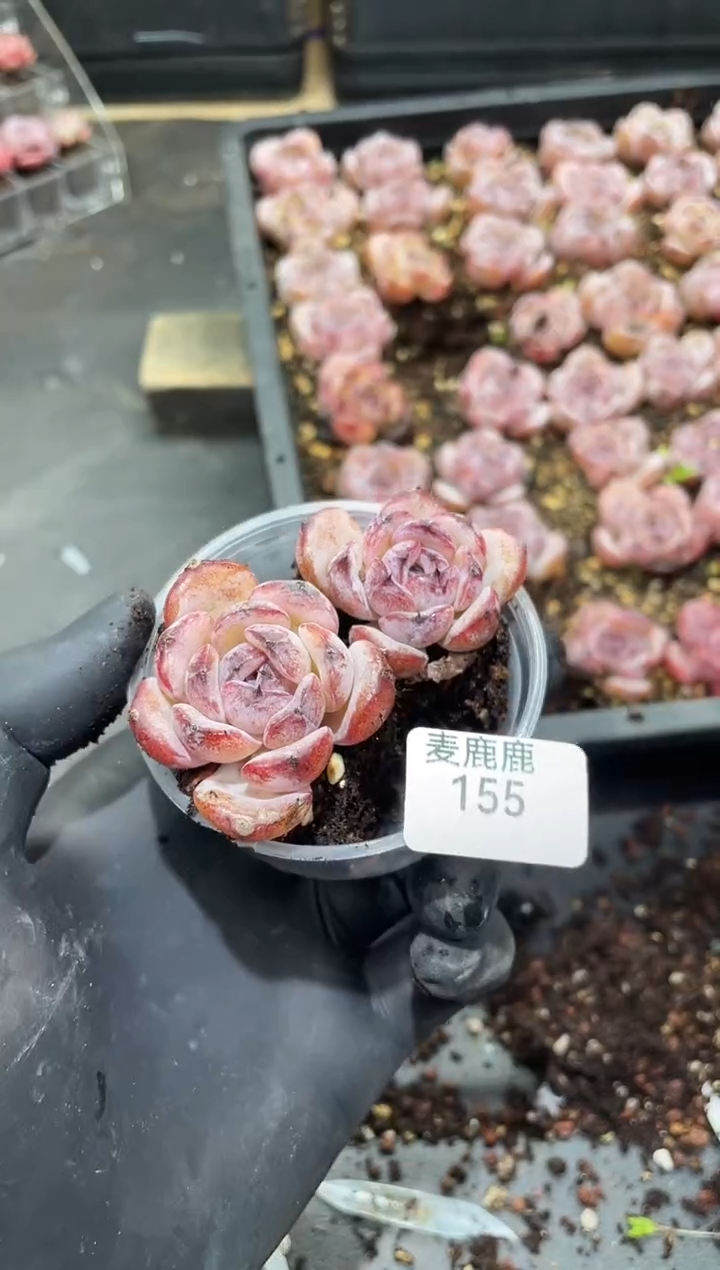 155墨玉黑橙子       量拍