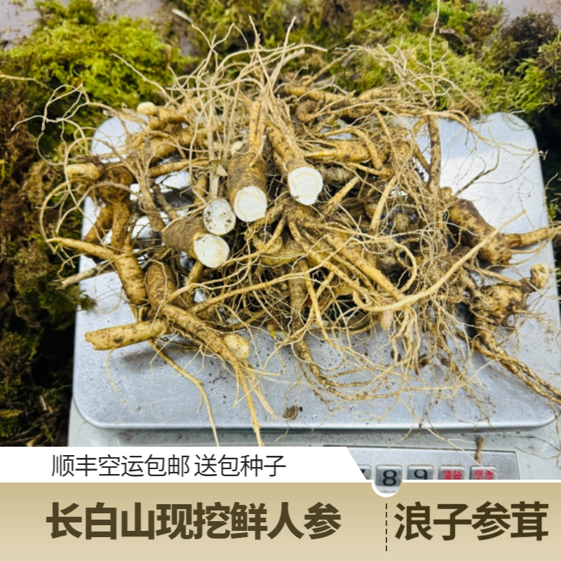 【林下残参】长白山林下参13年残参 挖断须断腿个头大 无锈500g/盒