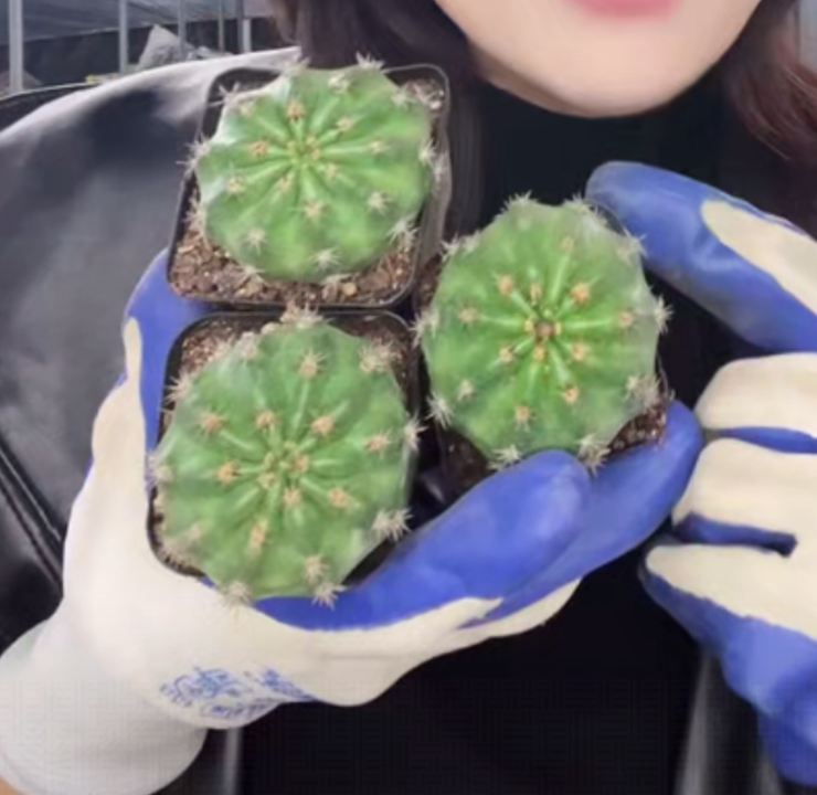 二妹园艺【 3颗  极光   侧芽自根 】带盆土随机发货