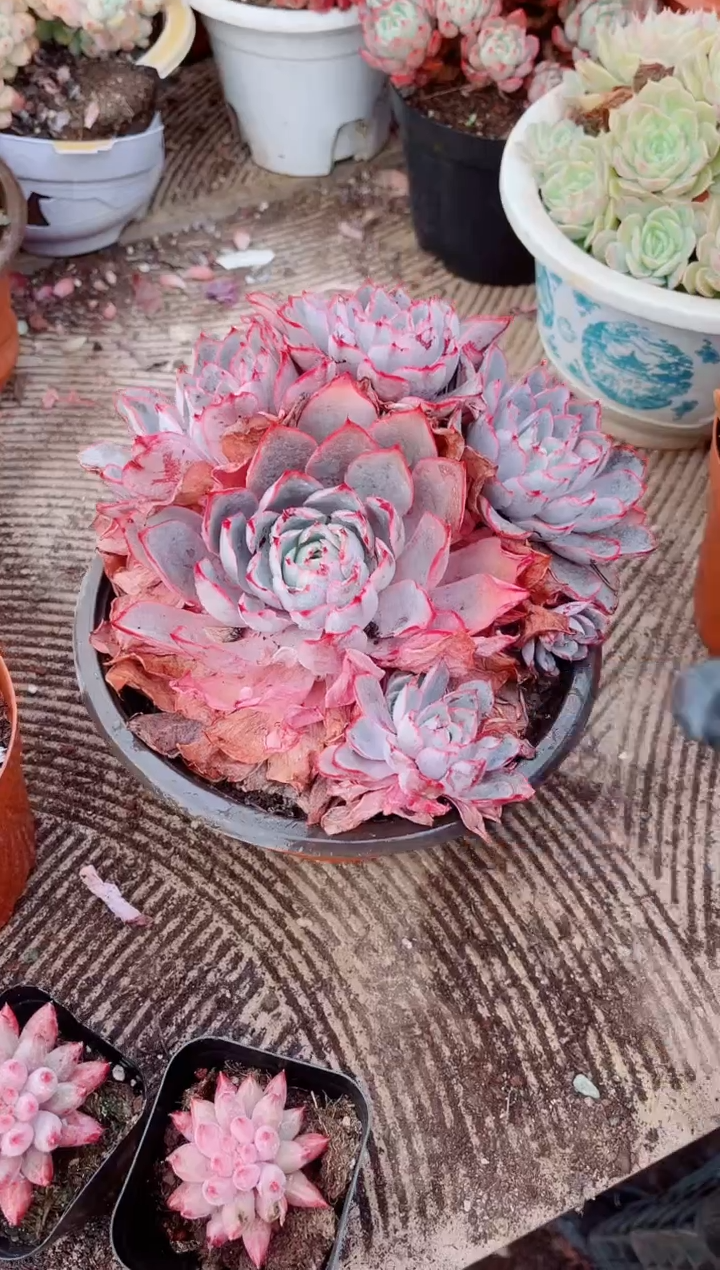 长****望跃跃精品多肉11035