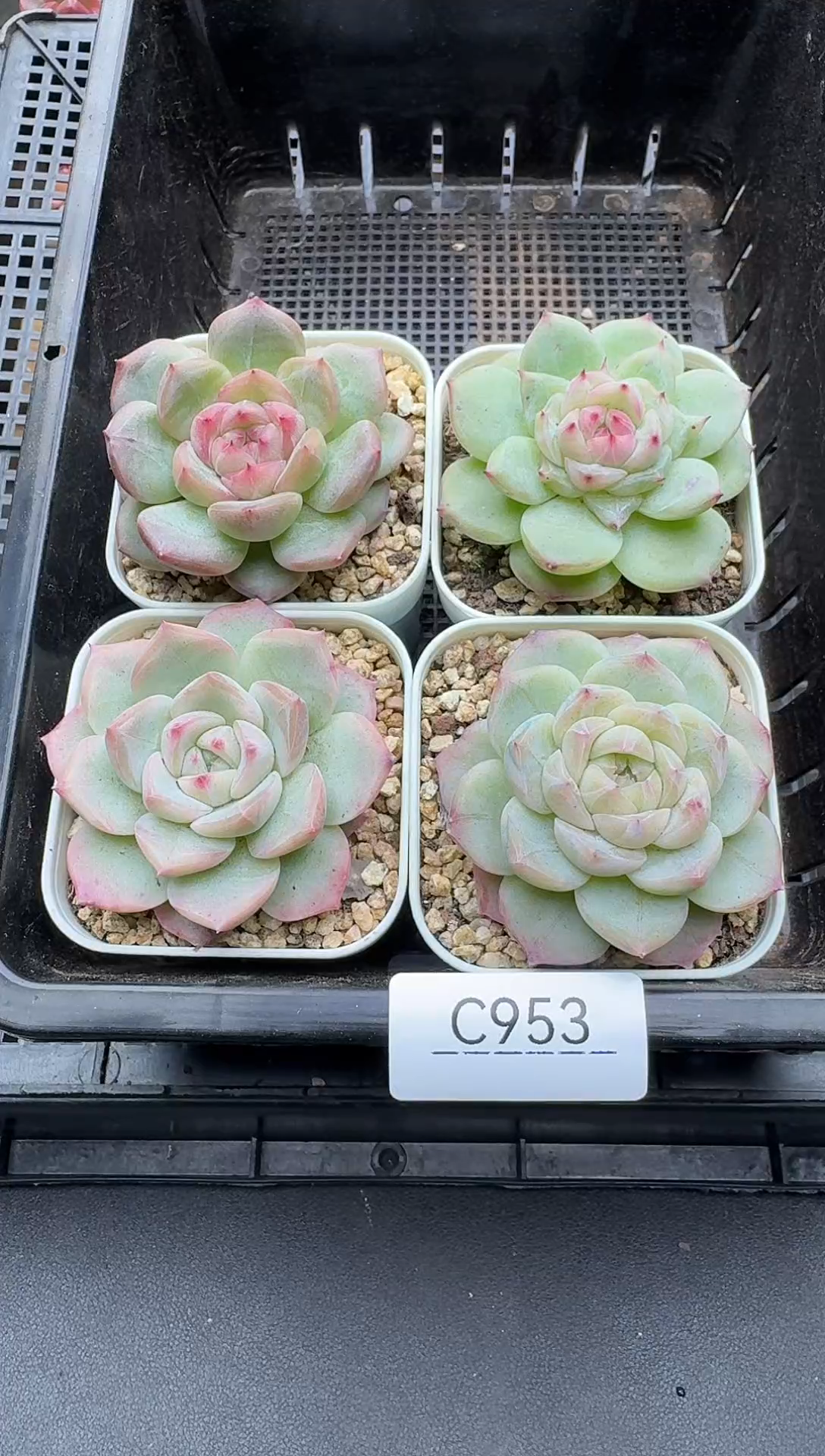 珍妮杂交多肉C953