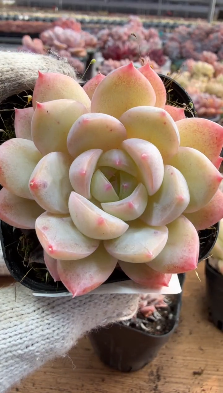 东云多肉园三店-127