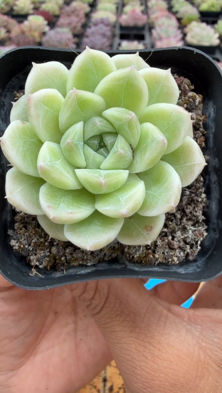 东云多肉园二店-212