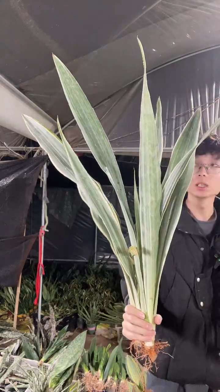 雪纹蓝龙裸根2颗19.9