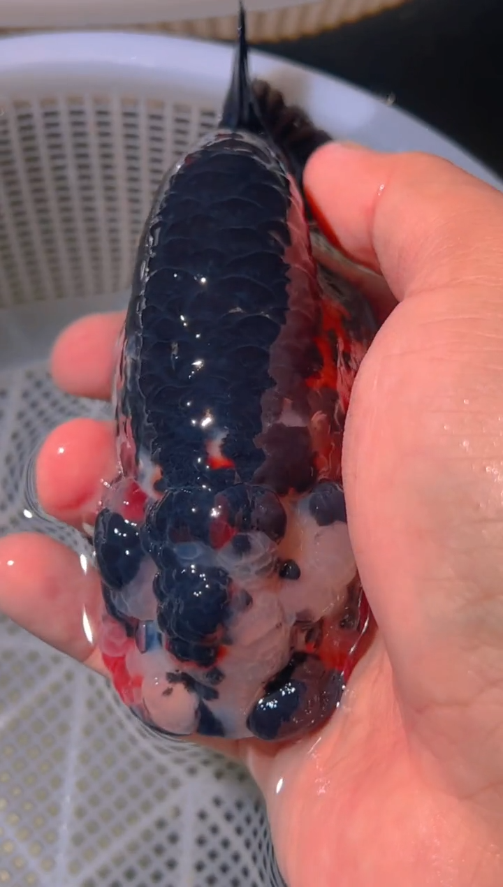 狮头鱼S**.兰寿金鱼兰寿金鱼