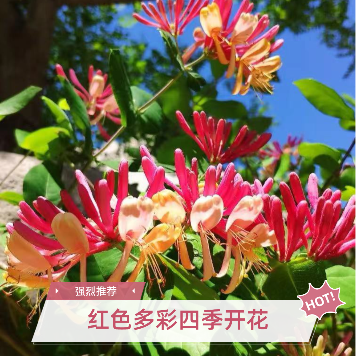 一物一拍红色树苗南北方盆栽地栽防寒耐热花束金银花树鲜花老桩