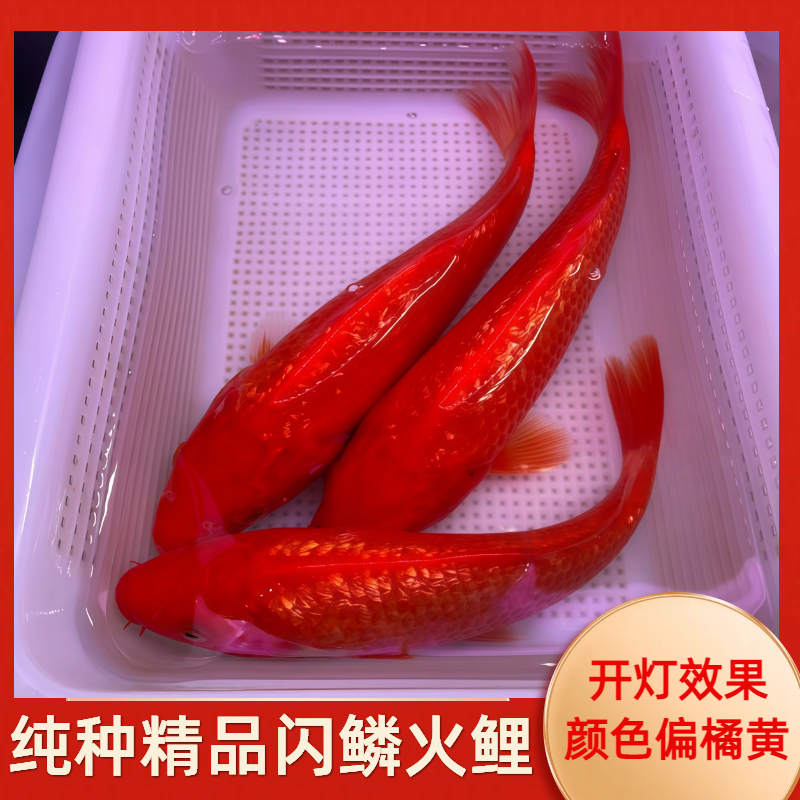 纯种火鲤闪鳞不闪鳞观赏冷水大红色观赏鱼火麒麟好养火凤凰锦鲤鱼