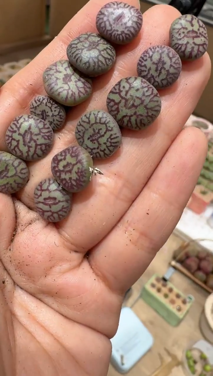 17多肉植物肉锥八重杂一颗