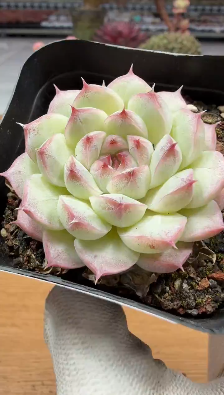 东云多肉园二店-271