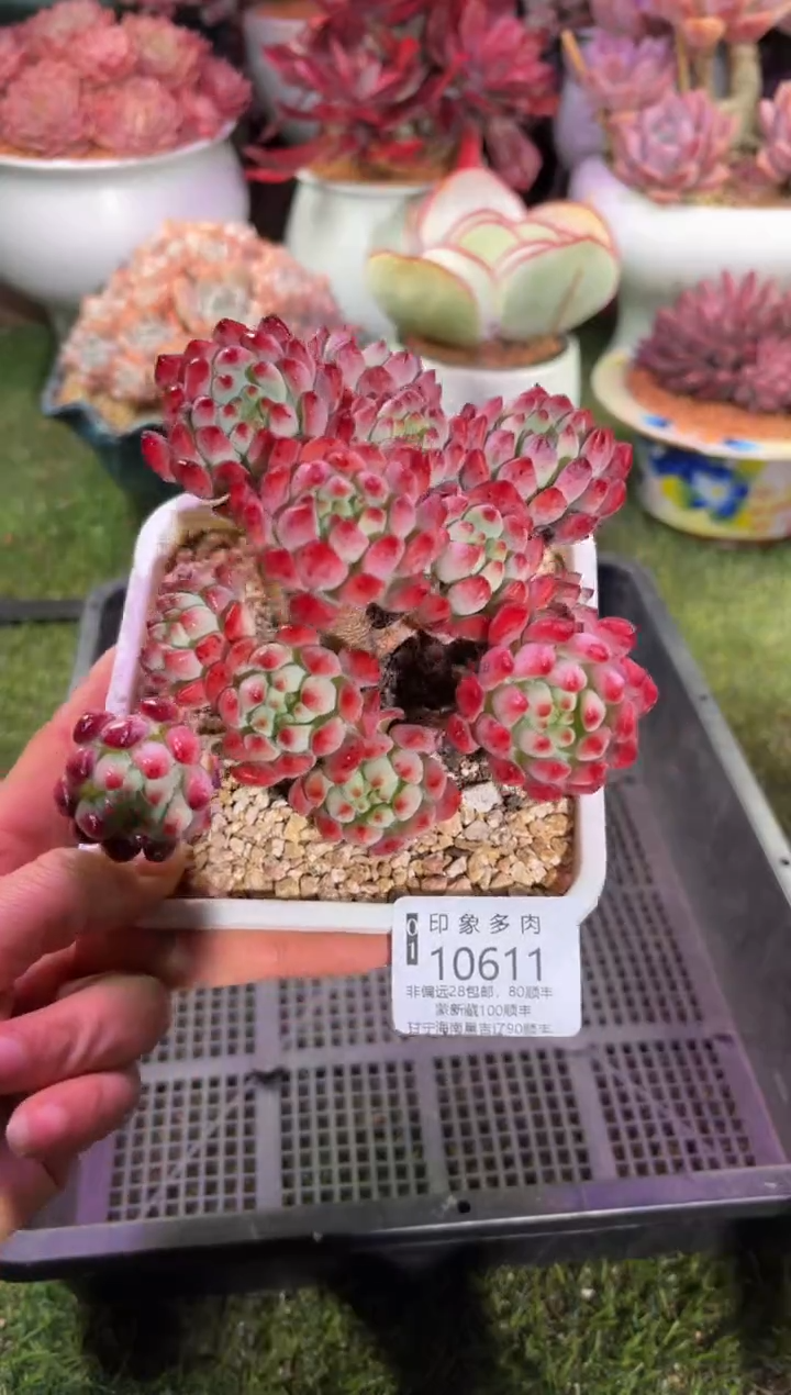 【闪购商品】10611