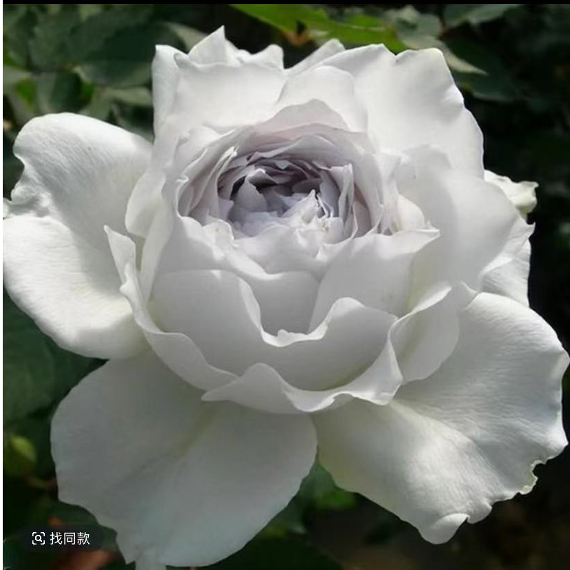 加百列大天使高端灌木月季盆栽花苗烟灰色强香玫瑰盆栽