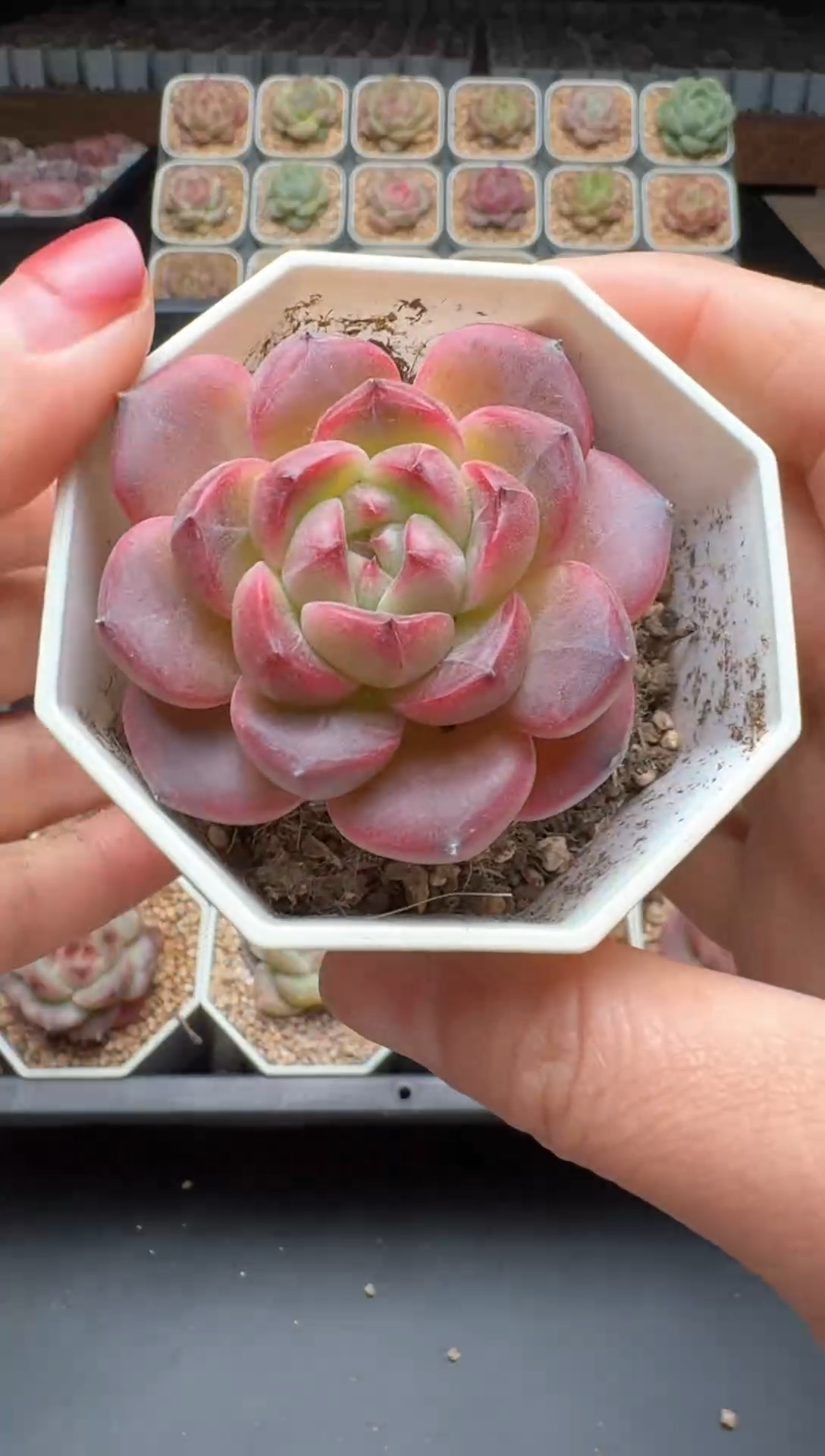 【闪购商品】617号 珍妮杂交多肉 花卉植物