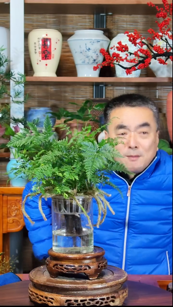 无花朵张*水之韵水培狼尾蕨不带瓶