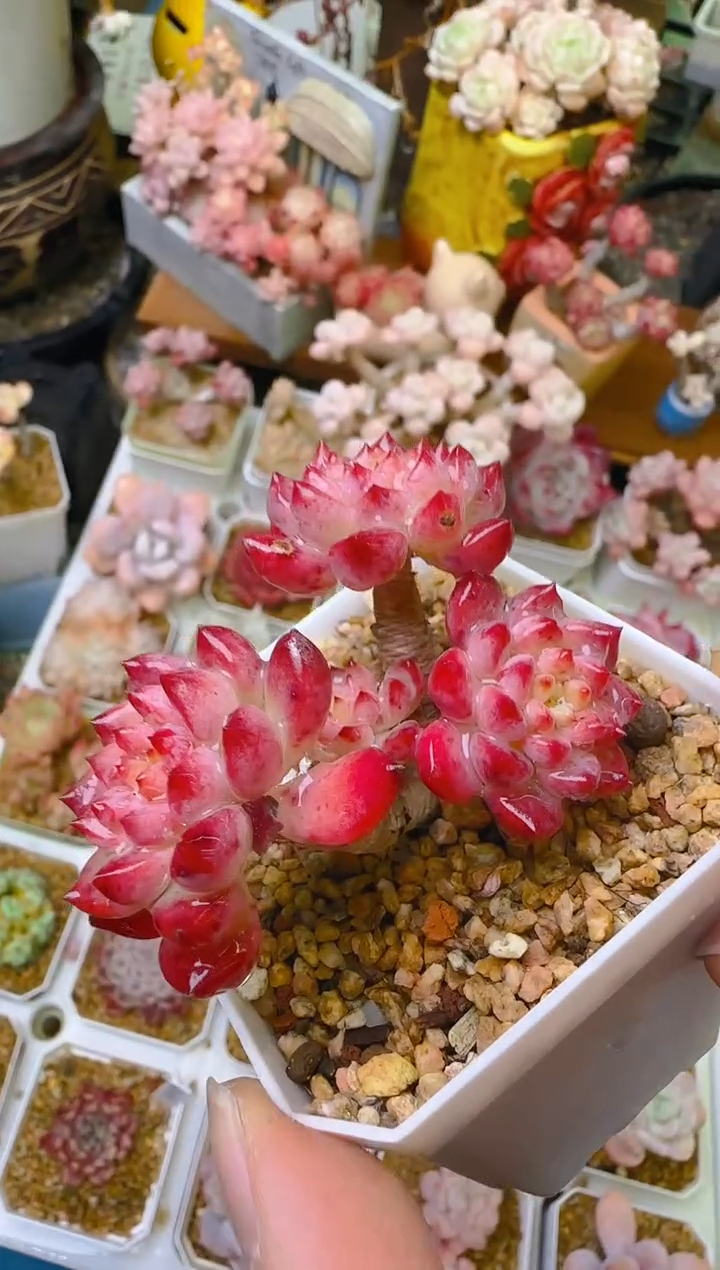 【闪购商品】福—372—仙农（红苹果）