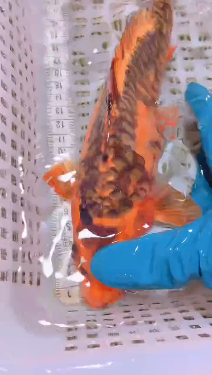 锦鲤冷水观赏鱼全场包邮40