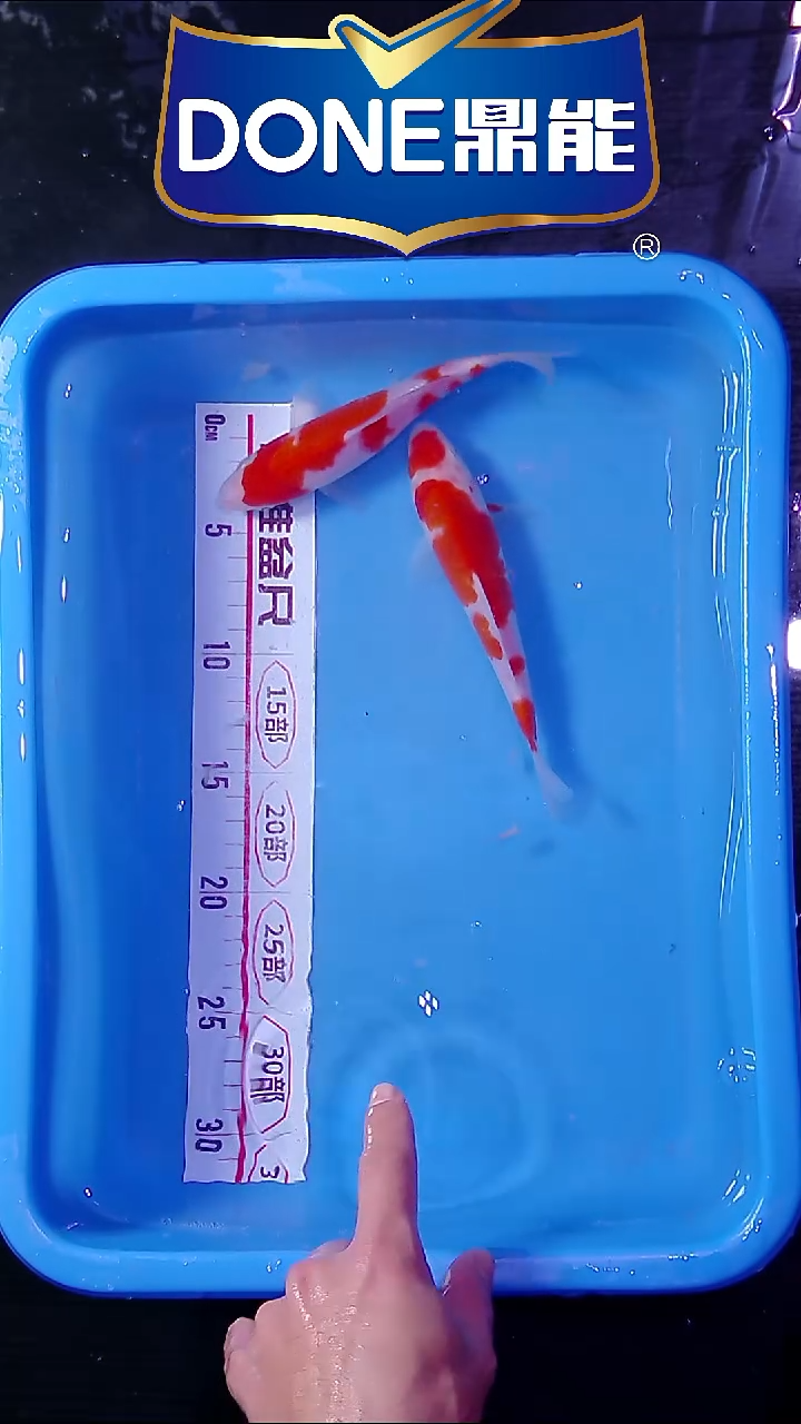 锦鲤鱼悦直播间菁选 33号