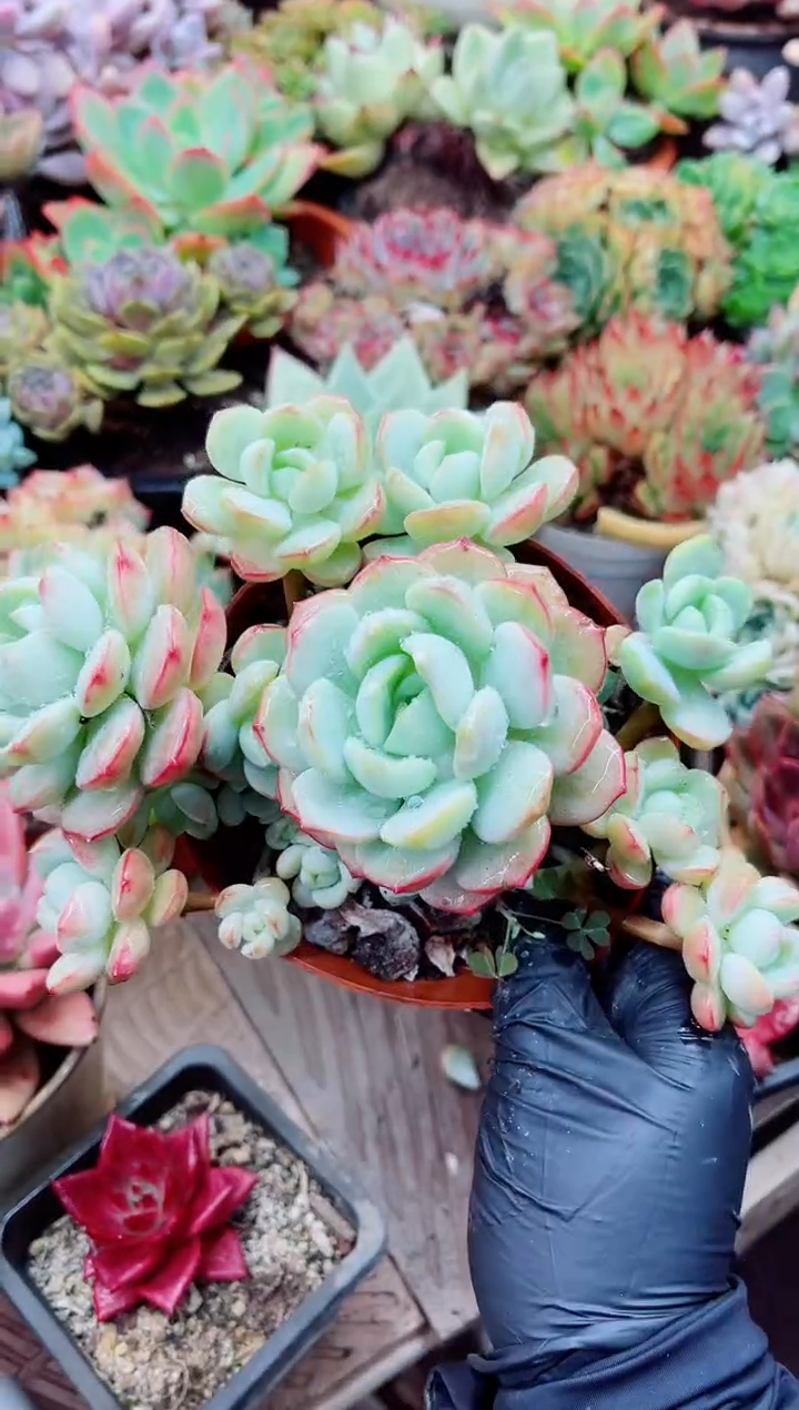 维*22021多肉植物一物一拍