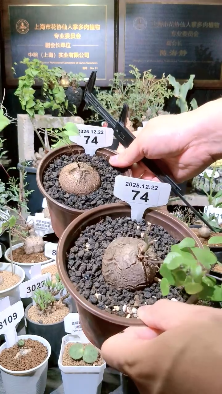 74号1222福利南非龟甲龙买一送一