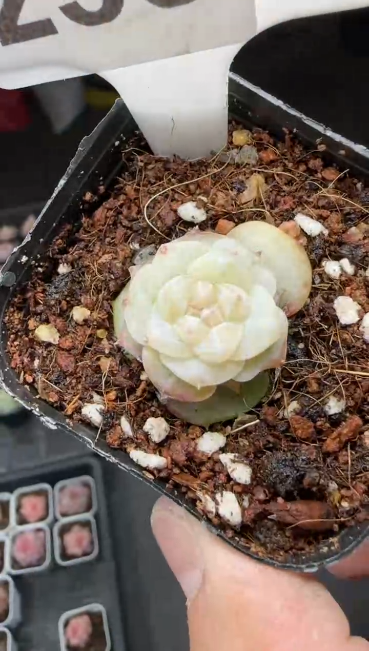 【闪购商品】一物一拍0214—235