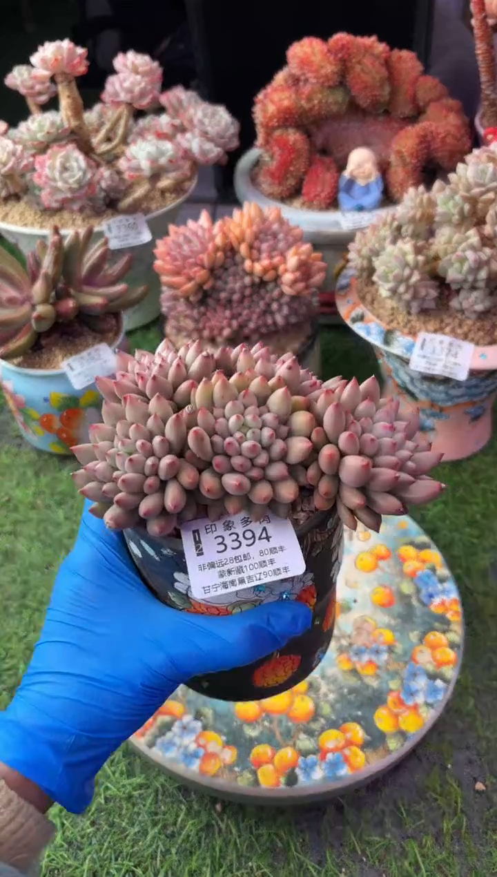 昆明印象多肉3394