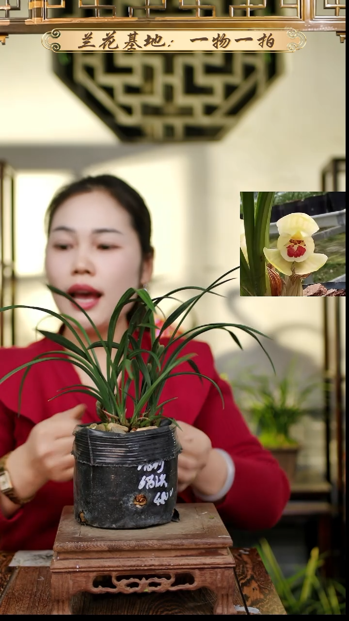 完全开放春兰潘荷