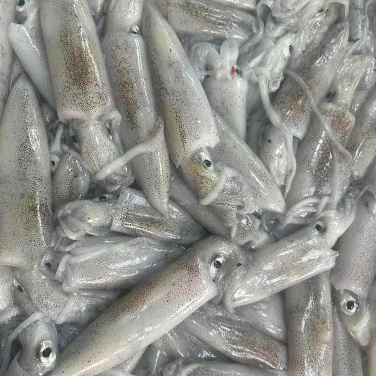 灯照鱿鱼 现称【②】现称鱼虾蟹以直播间称重商品为准 包鲜/不包活