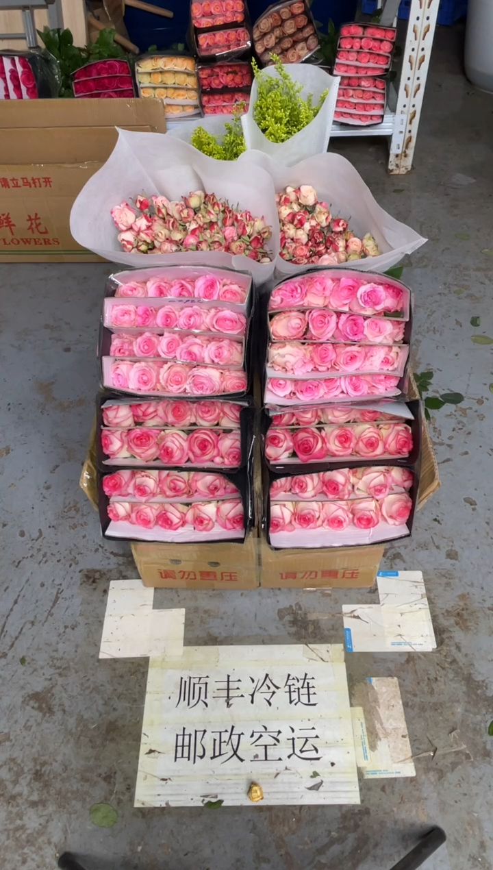 艾沙20枝+洛神20枝+折射20枝+黄莺