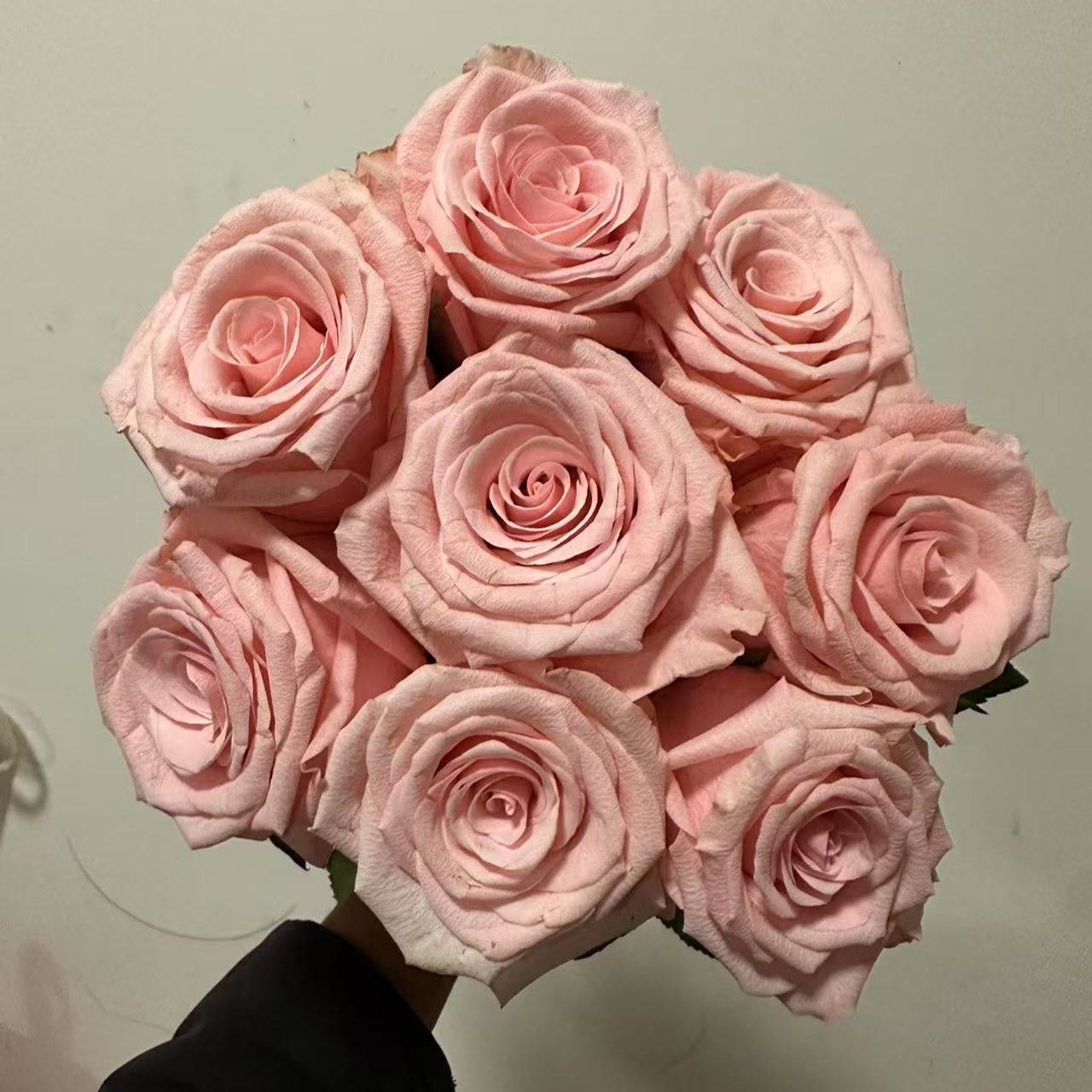 超新品月季杜泽特四季开花庭院阳台种植酒杯状直立性好