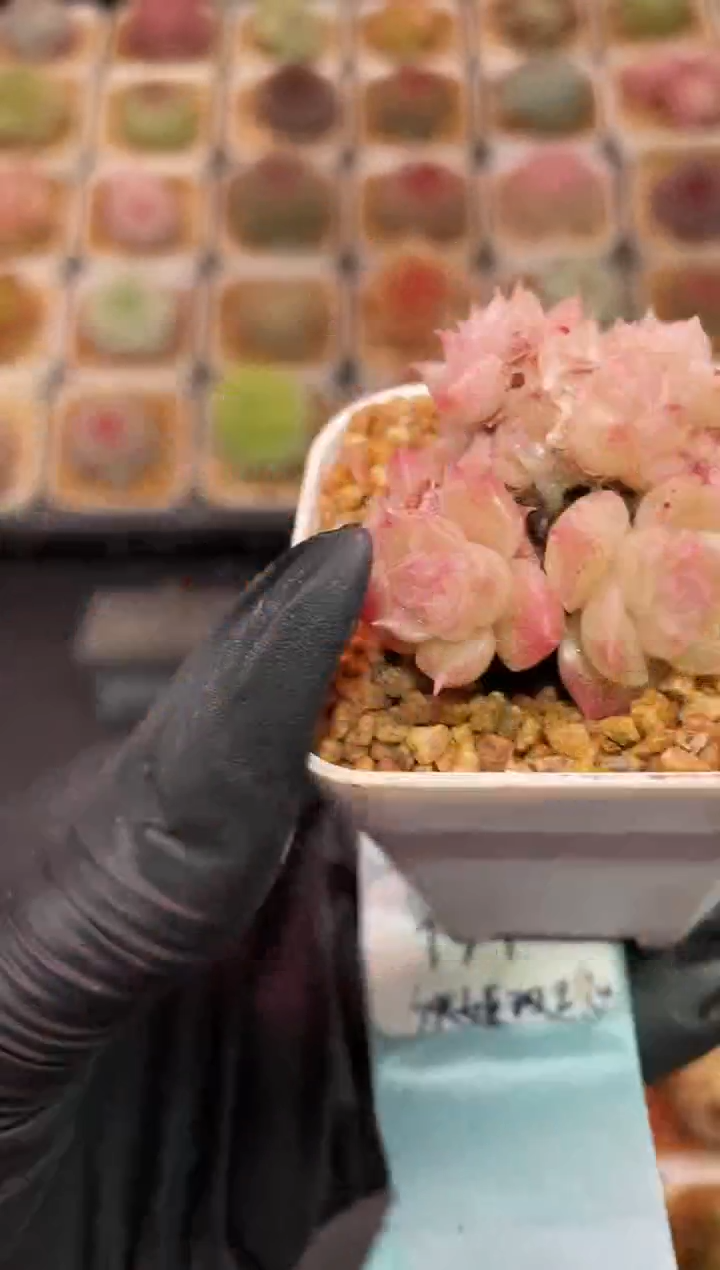 闪购190 小桃红多肉一颗